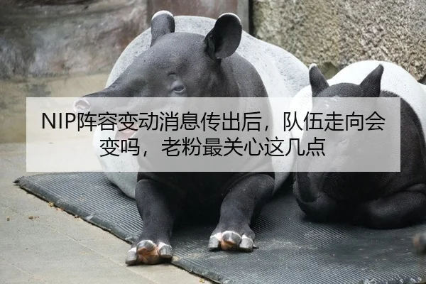 NIP阵容变动消息传出后，队伍走向会变吗，老粉最关心这几点